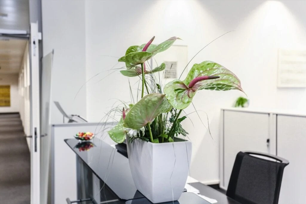 Plant at the reception desk